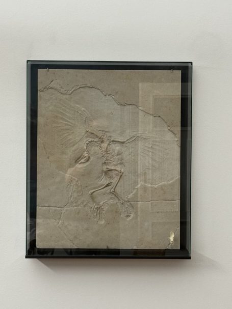 Kunstwerk Neopteryx von Andreas Greiner